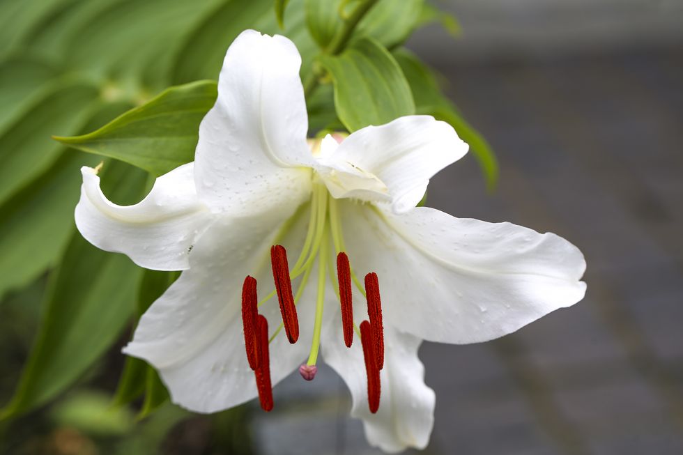 a casa blanca lily in a snow white color with rich red pollen pods