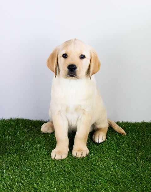 snowball the guide dog