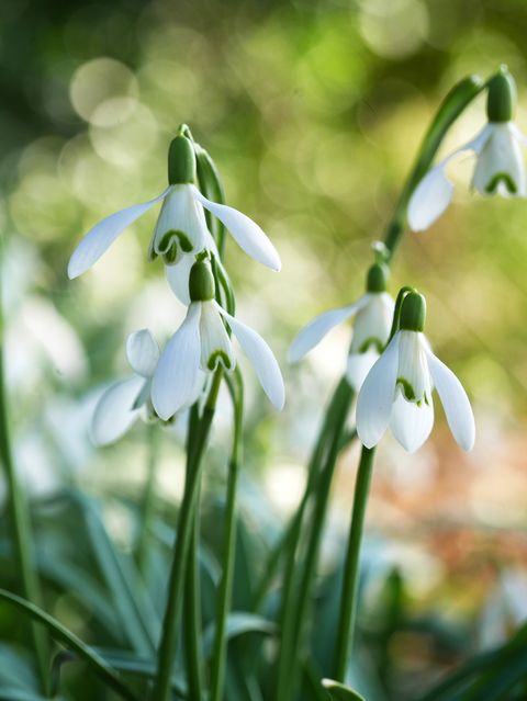 close up of snowdrop flowers to plant in fall