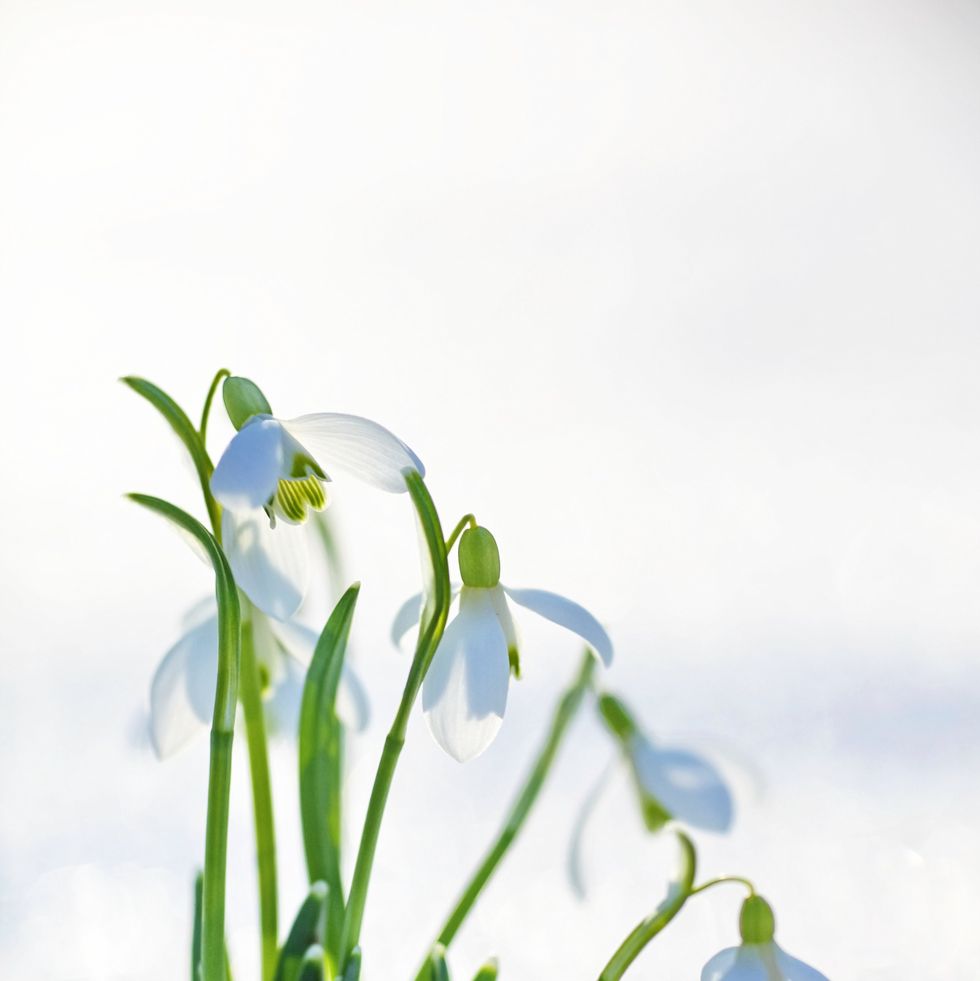 a close up of snowdrop flowers in snow