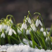 snowdrop flowers blooming in winter