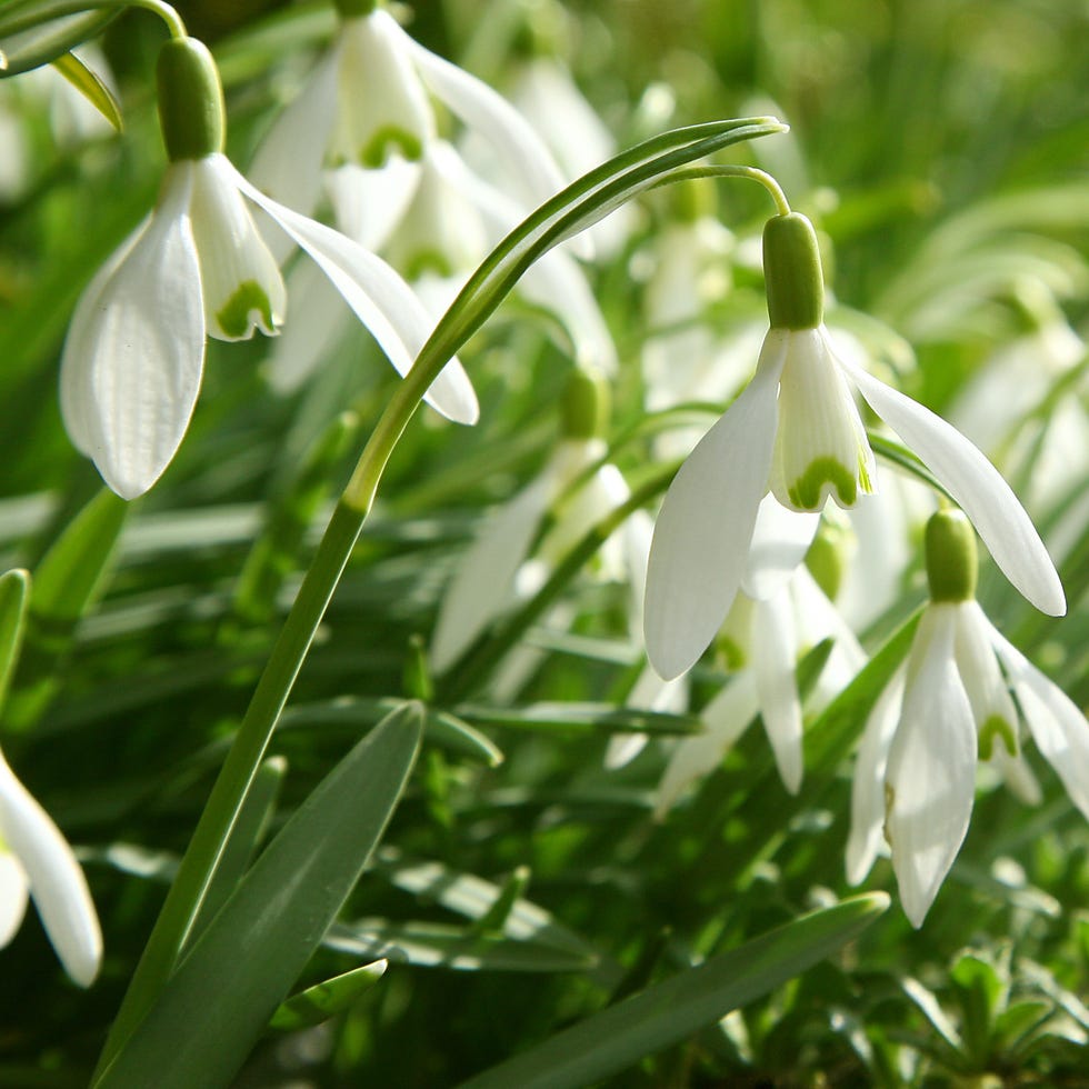 snowdrops