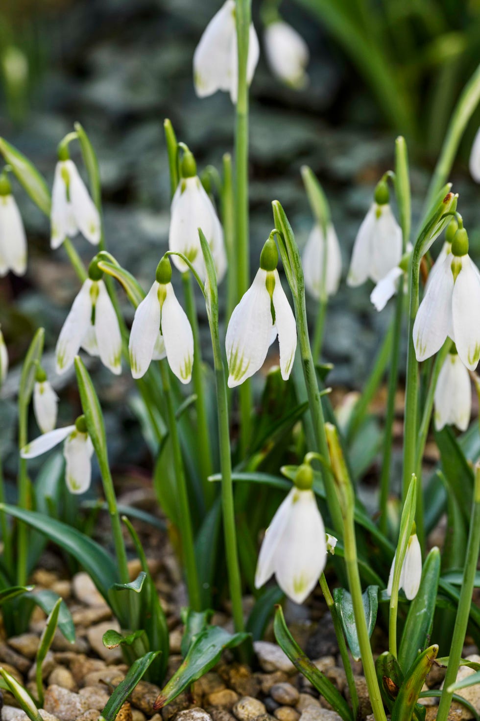 Meet the woman growing 40 different species of snowdrop