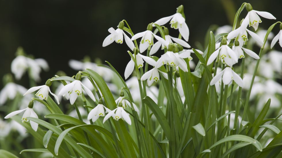 snowdrops, galanthus nivalis, in flower in march, teignmouth, devon, great britain