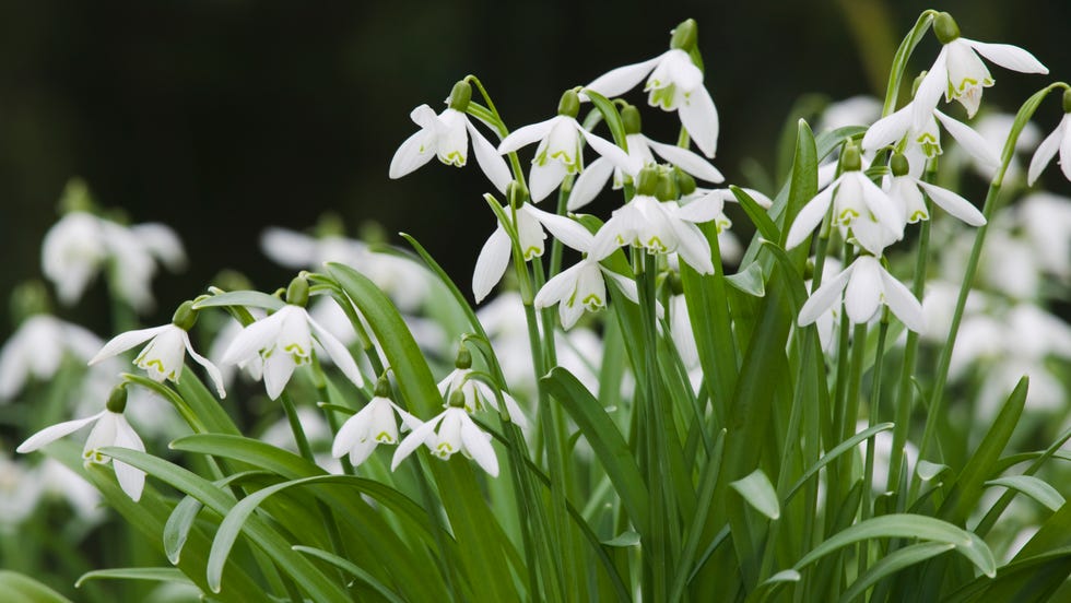 Snowdrops, Galanthus nivalis, in flower in March, Teignmouth, Devon, Great Britain. snowdrops, galanthus nivalis, in flower in march, teignmouth, devon, great britain