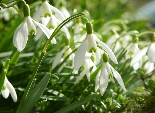 Best Places To See Snowdrops Near Me In The UK – 20 Snowdrop Displays