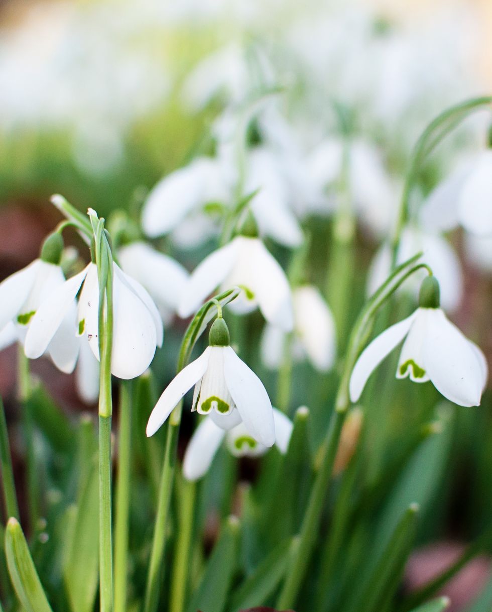 bulbs to plant in fall snowdrops