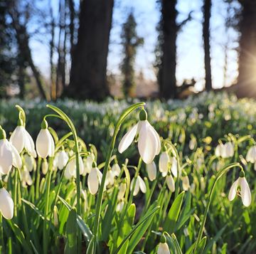 where to see snowdrops