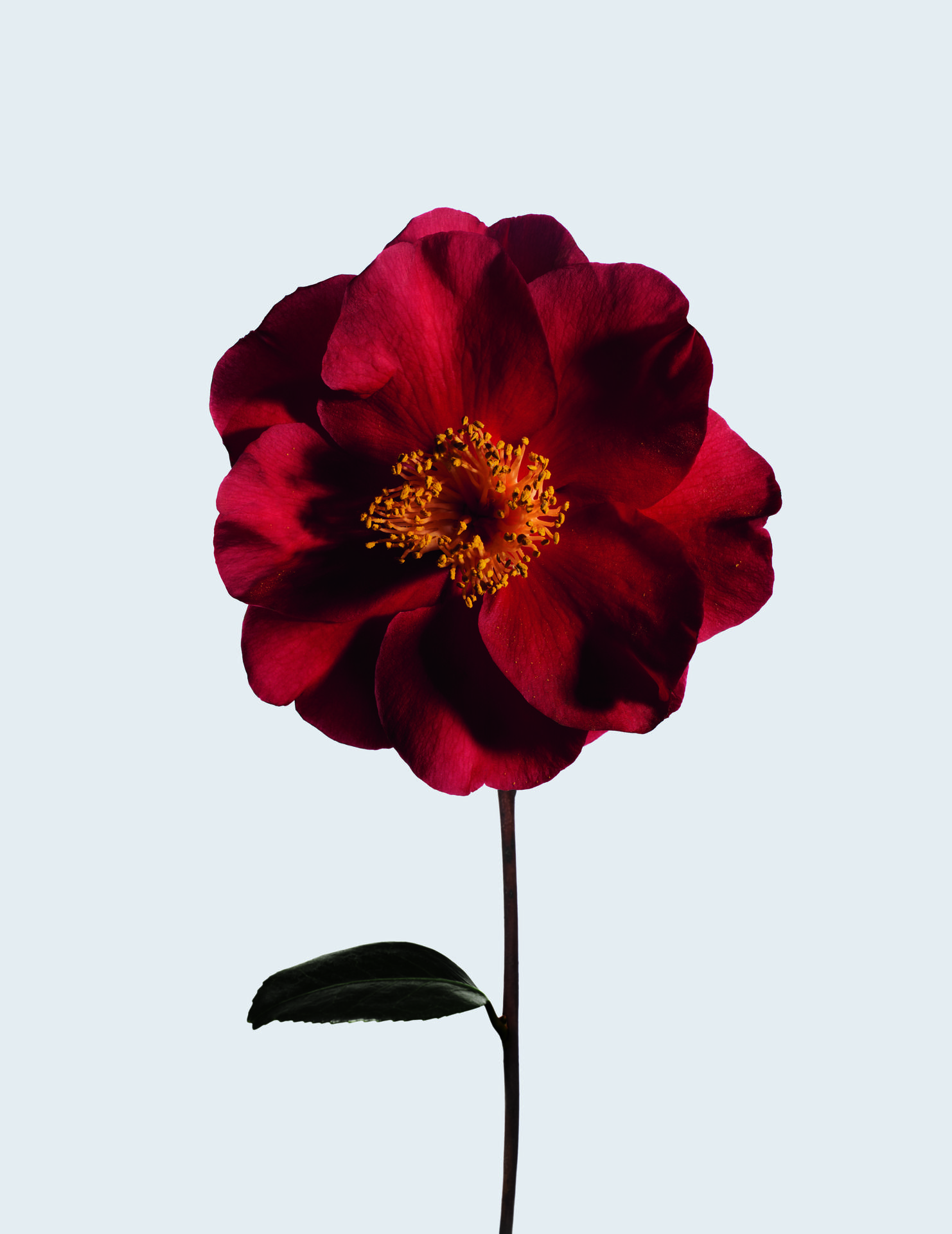 No.1 de Chanel: The New Eco-Responsible, Red Camellia-Centric Beauty Line  That Took 10 Years To Make