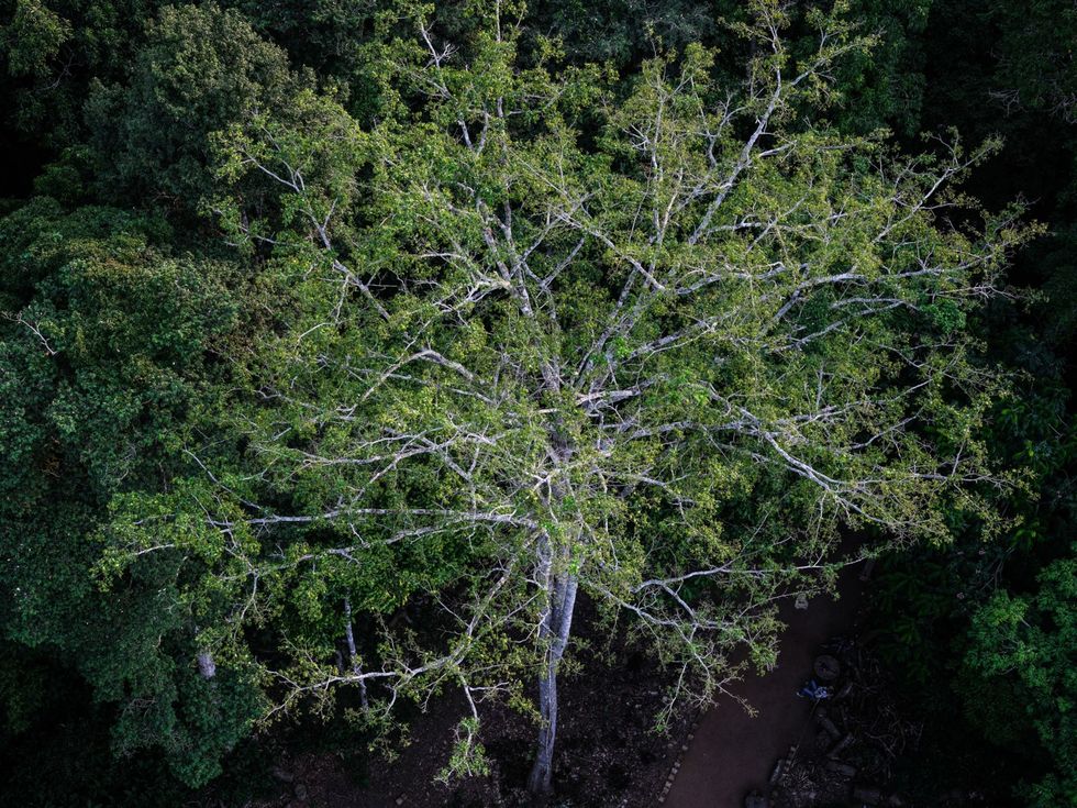 Boomkruinen in de Congolese regenwouden in Yangambi Het onderzoeksstation in Yangambi werd oorspronkelijk opgericht door Belgische kolonisten als een internationaal centrum voor onderzoek naar bomen Tegenwoordig werkt er een nieuwe generatie van jonge Afrikaanse wetenschappers