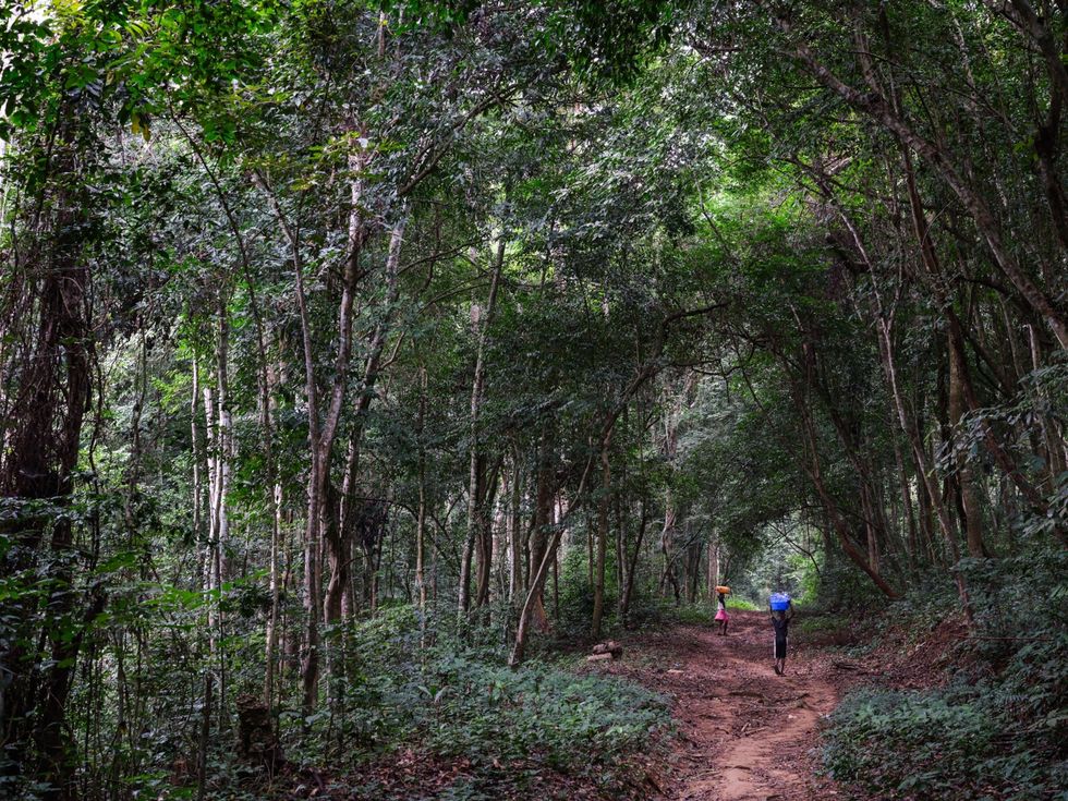 Het woud in de omgeving van het Luki Biospherereservaat in de DRC wordt al tientallen jaren bedreigd door ongereguleerde kapactiviteiten van lokale gemeenschappen