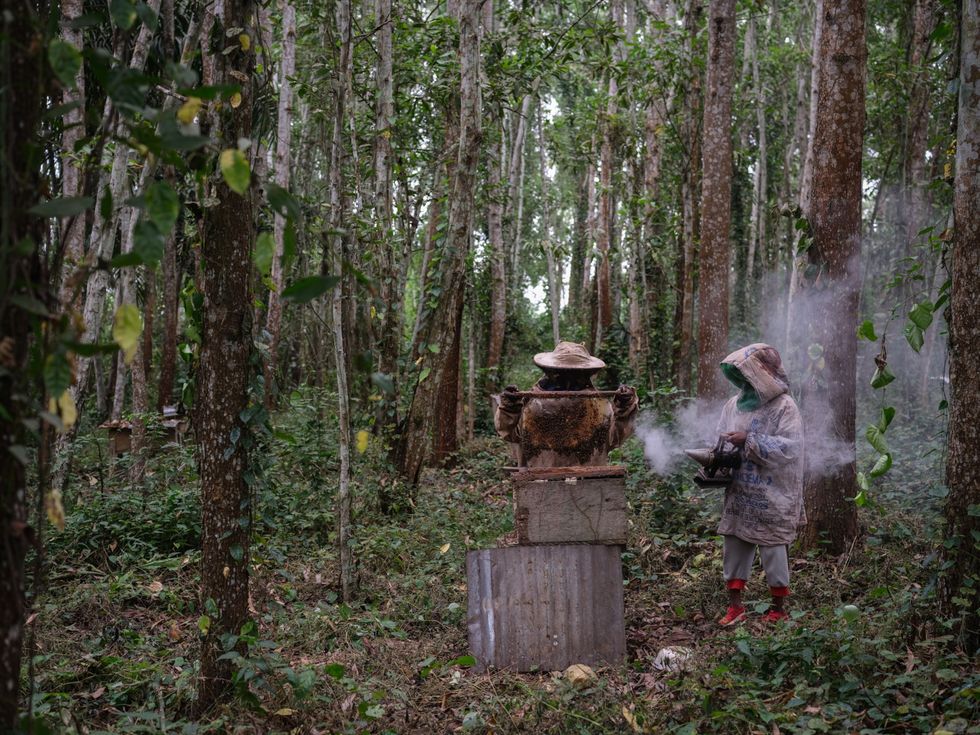 Imkers Kwebena Bazungula Godfrey en JeanJacques Lutete Luakanda bekijken hun kasten in het Luki Biospherereservaat De teelt van cacao en het maken van honing zijn alternatieven voor landbouwactiviteiten waarvoor bomen met worden afgebrand of gekapt