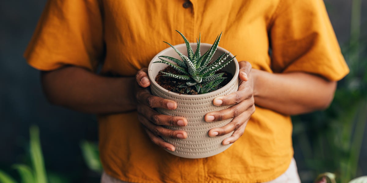 Aloe Plant