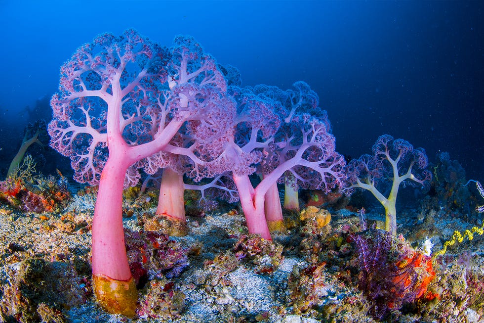 world-oceans-day