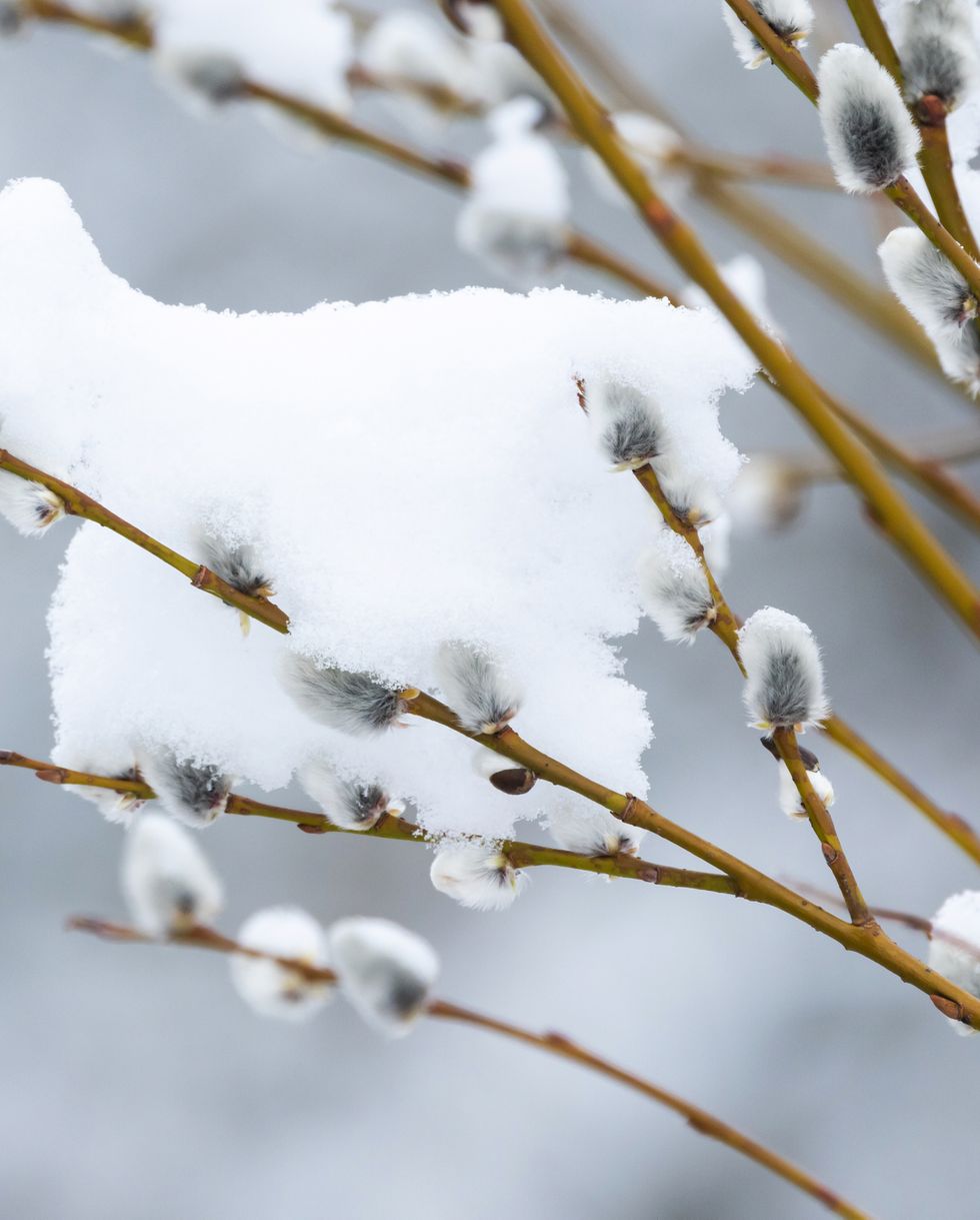 soft willow catkins covered with fresh snow on an early spring day in estonia