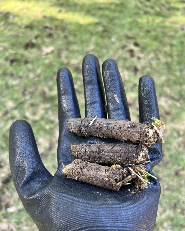 should i aerate my lawn soil cores from lawn core aeration