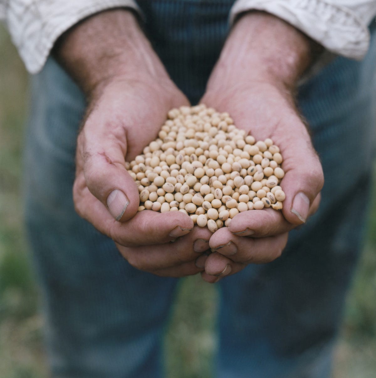 20 alimentos con proteínas vegetales