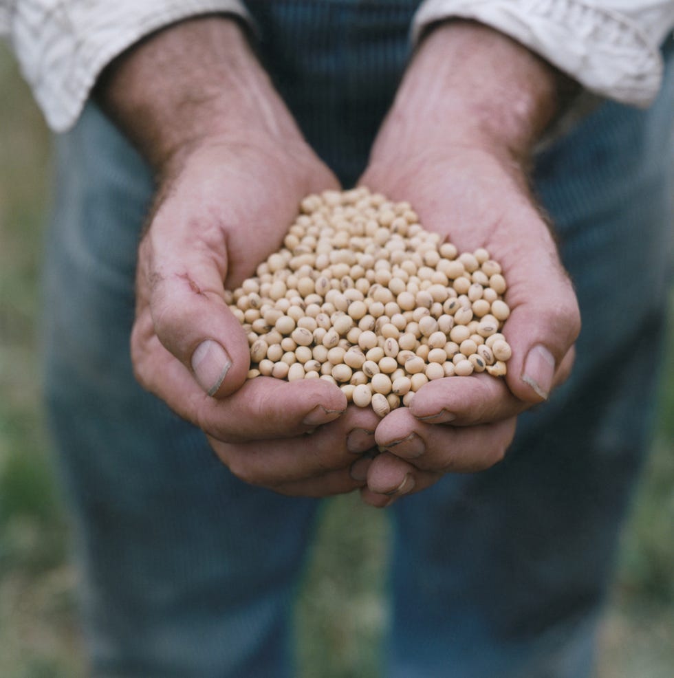 20 alimentos con proteínas vegetales