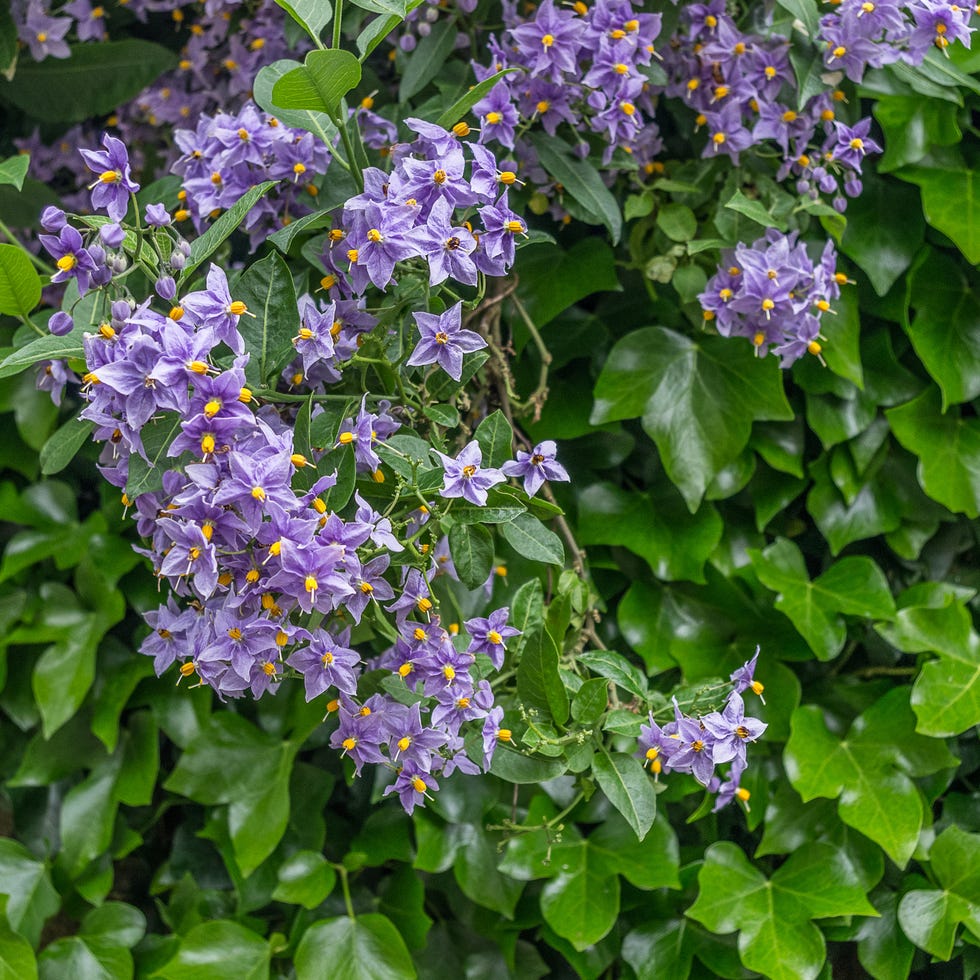 a group of flowers