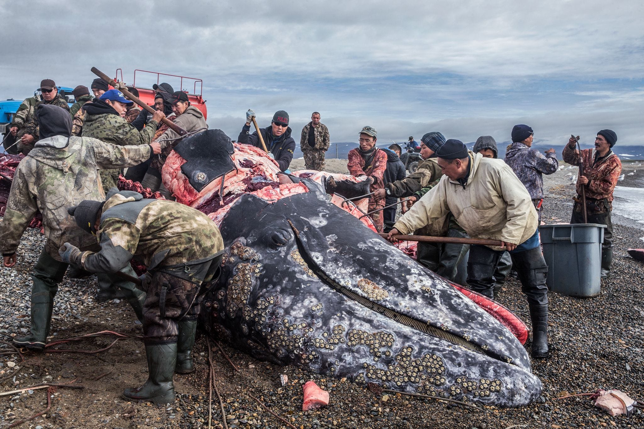 Tsjoekstsjenjagers slachten een walvis aan de kust bij Lorino Rusland Het vlees zal worden verdeeld onder de gemeenschap De jacht hielp de Tsjoektsjen al vaak door lastige tijden ook na de val van de SovjetUnie toen de winkels leeg waren Zelfs Russen gingen zeezoogdieren eten zegt Edoeard Ryphyrgin De dieren zijn binnenkort wellicht weg doordat de strook kustijs s winters door klimaatverandering afneemt De dieren die wij eten hebben de strook nodig zegt Ryphyrgin Wij dus ook