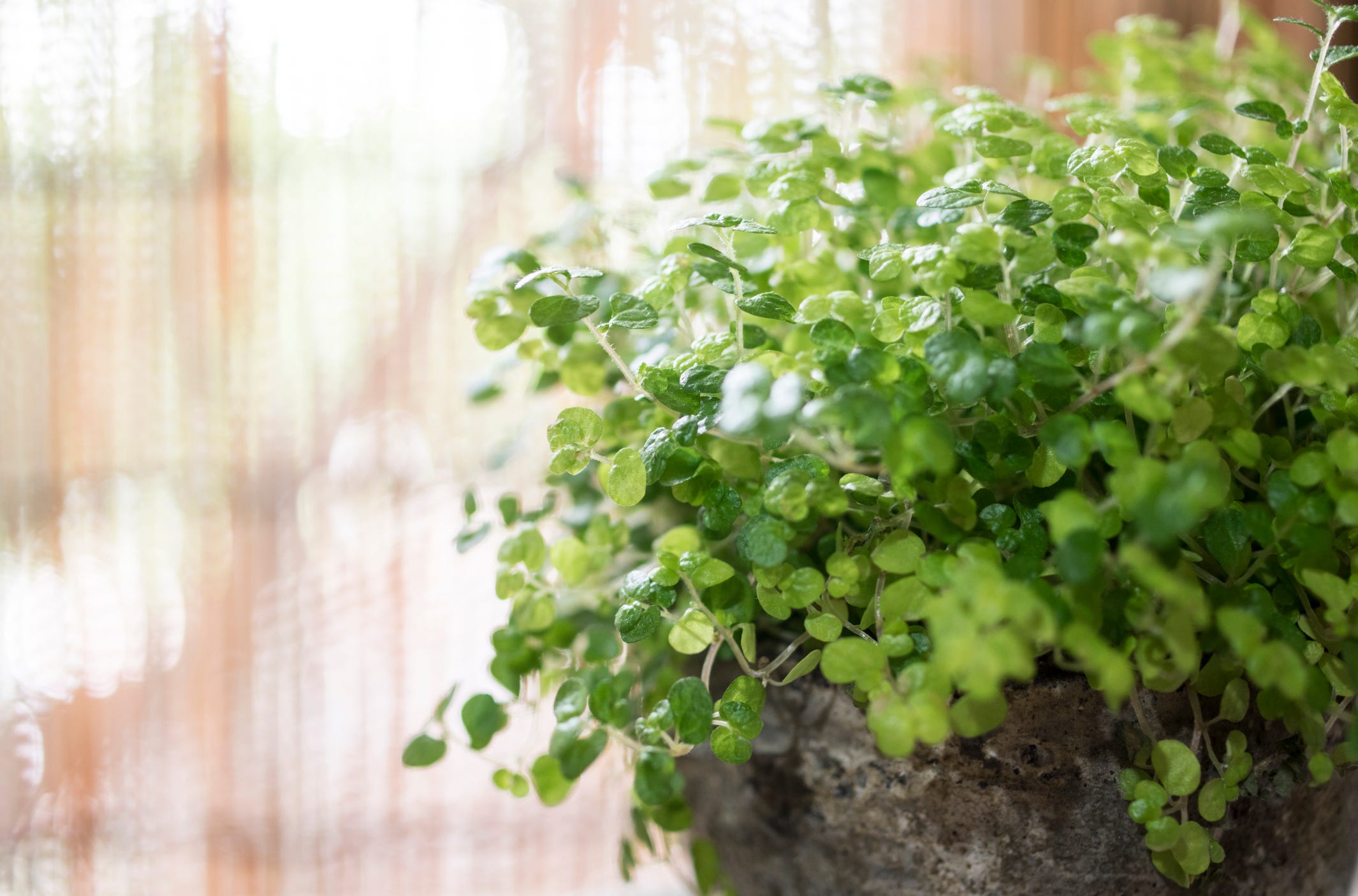 Want an Adorable Houseplant? You Want a Baby's Tears Plant