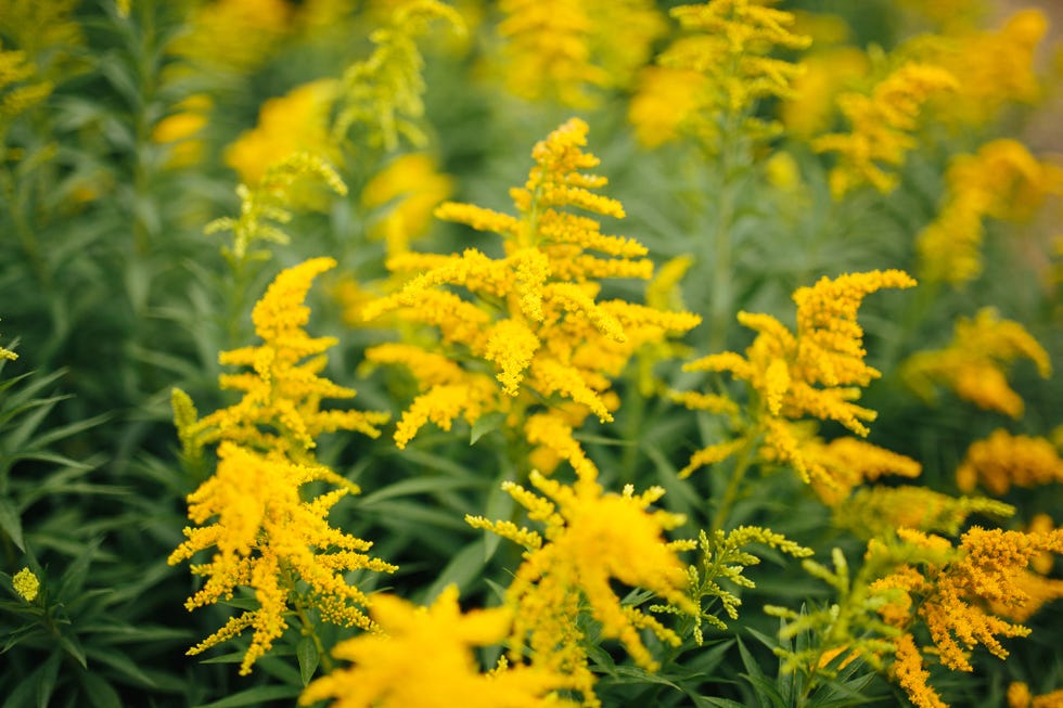 Solidago Virgoria Solidago Virgoria