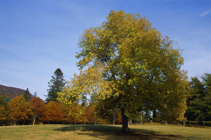 solitary ash tree