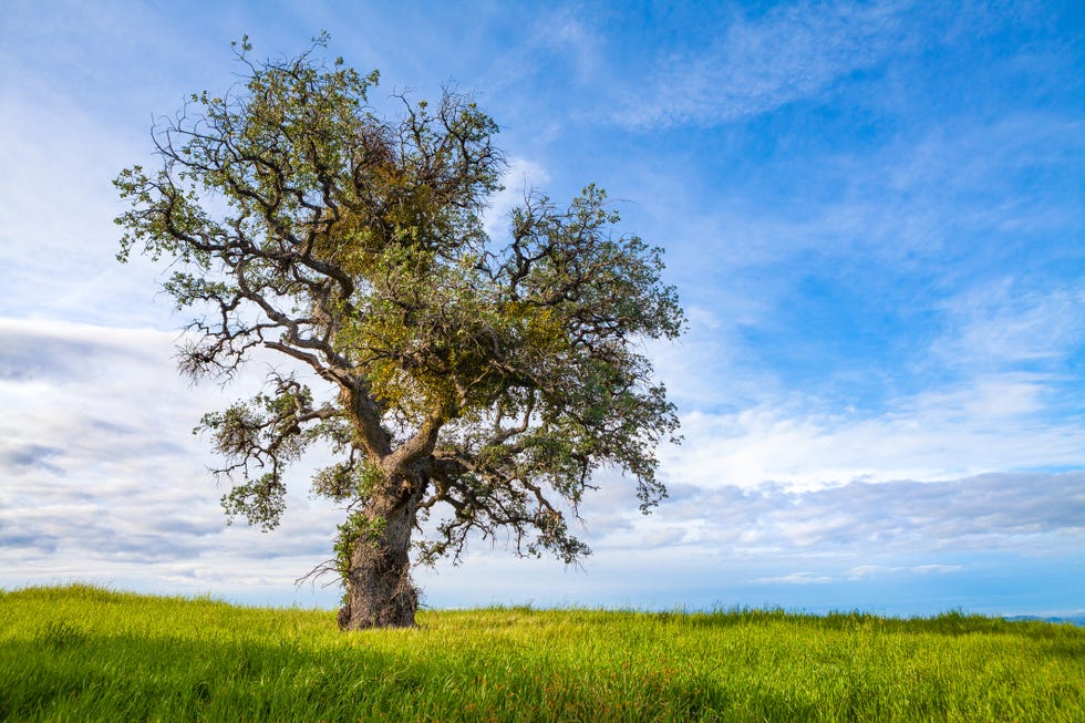 Lonely Coast Live Oak Tree in Los Padres National Forest, California