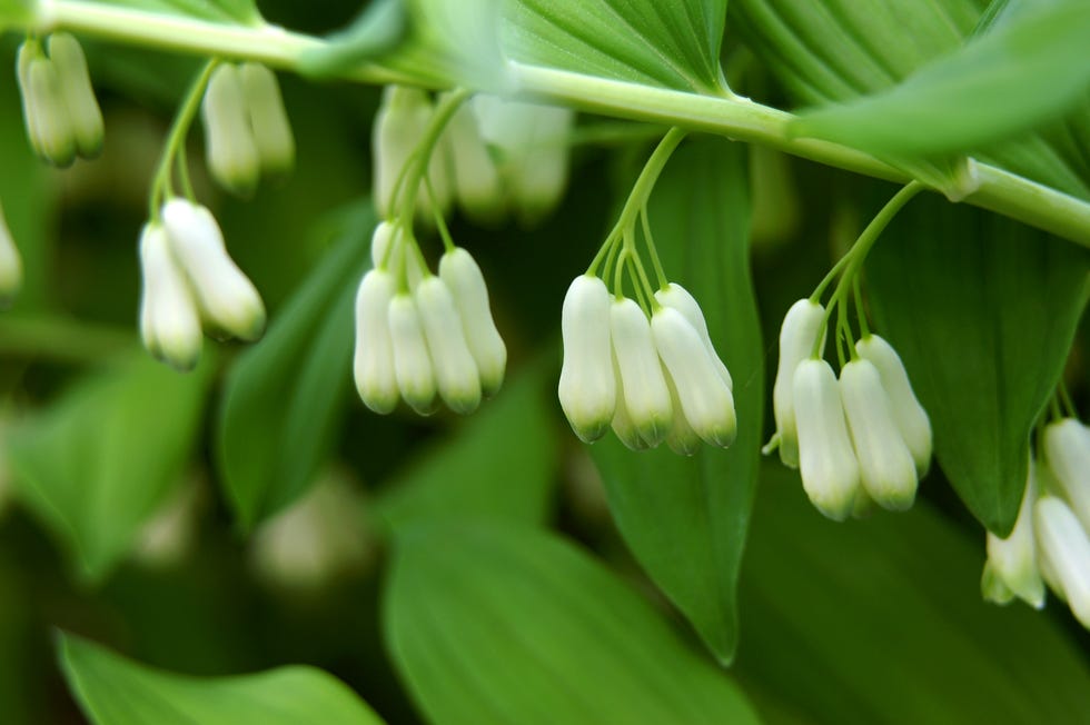 best shade perennials solomons seal