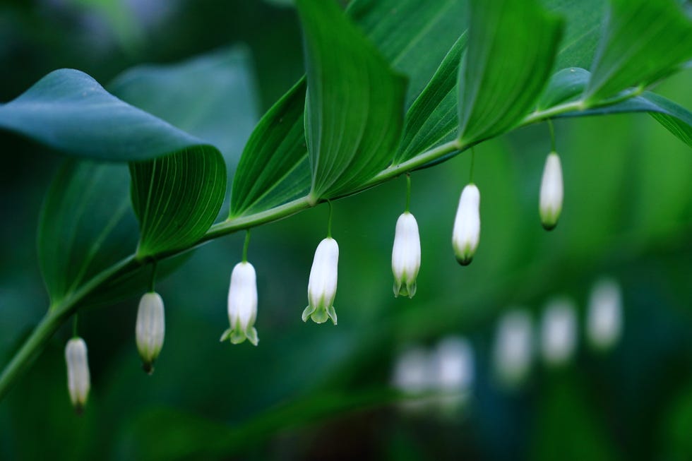 Solomons Seal flower closing buds for the night