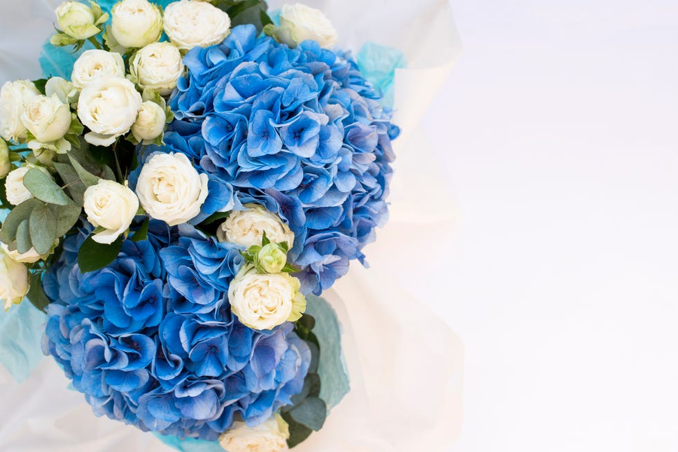 bouquet of blue hydrangeas and white roses with green leaves peeking through