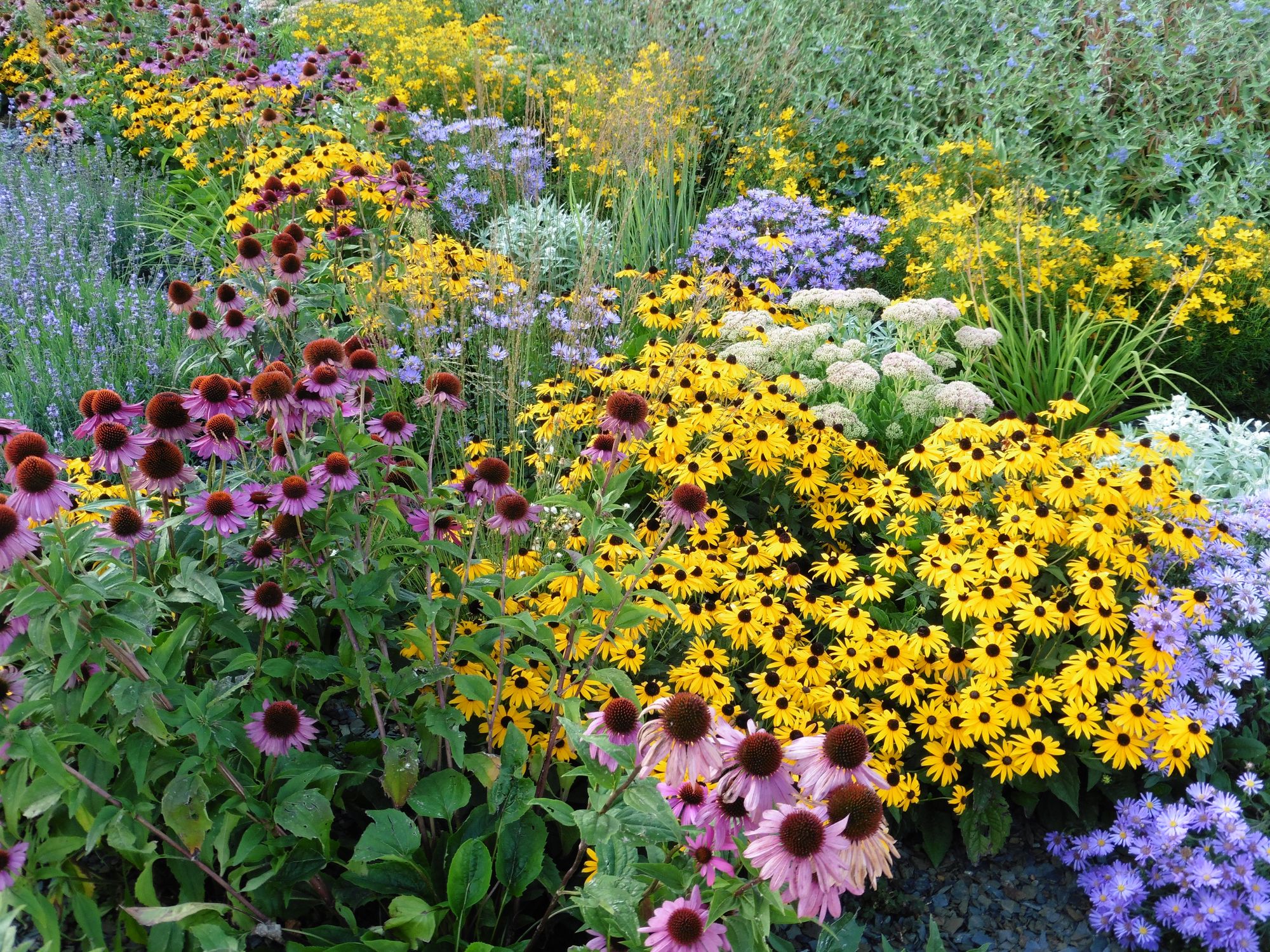 Image of Coneflowers perennial flowers that bloom all summer in full sun
