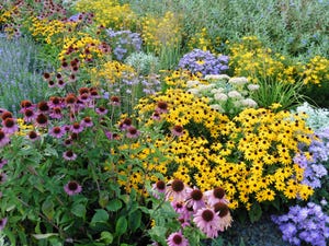 perennial garden