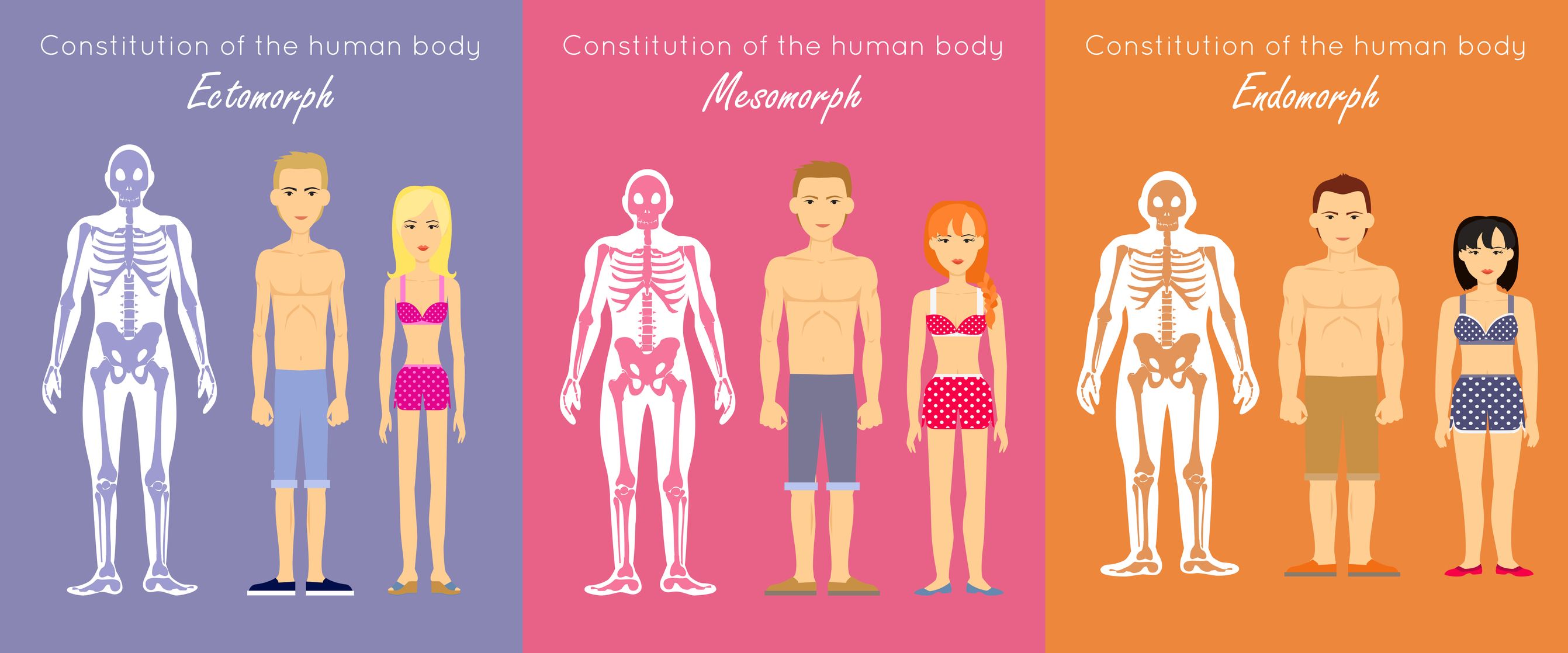 Body Type: 3 Body Types Defined. Endomorph, Ectomorph, and