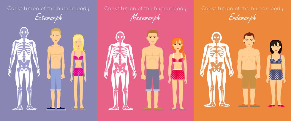 human body constitution vector concept flat design anthropological anatomy scheme skeletons with muscle silhouettes and woman and man characters ectomorph, mesomorph, endomorph people somatotypes