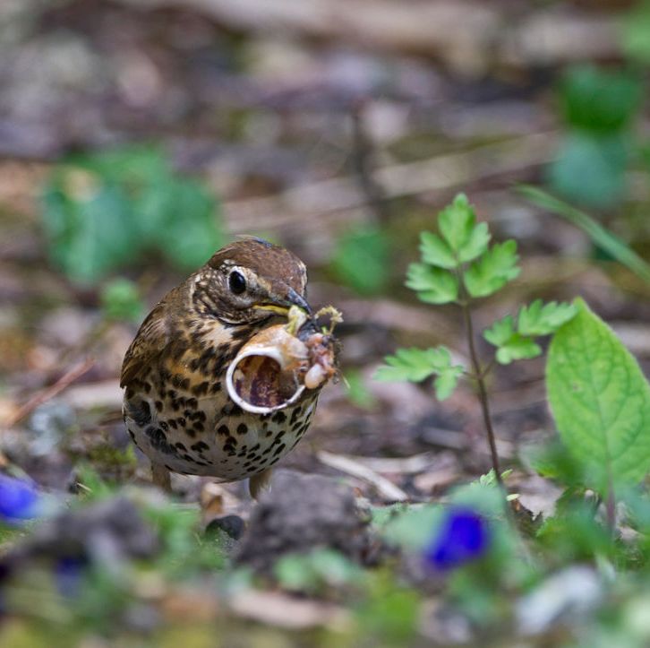 song thrush, turdus philomelos, with snail in garden norfolk photo by nameeducation imagesuniversal images group via getty images