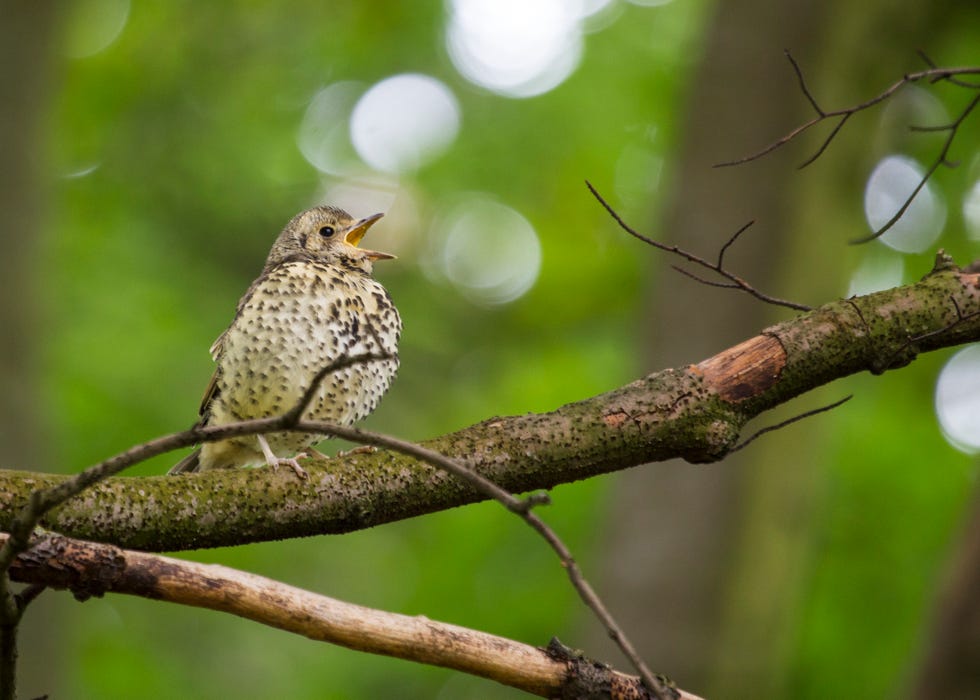 song thrush turdus philomelos