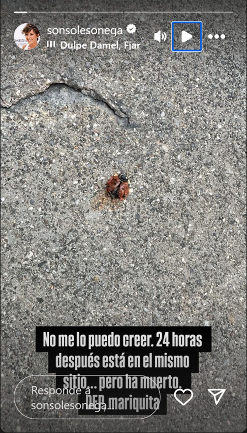 una mariquita muerta sobre el asfalto con el texto no me lo puedo creer. 24 horas despues esta en el mismo sitio pero ha muerto dep mariquita