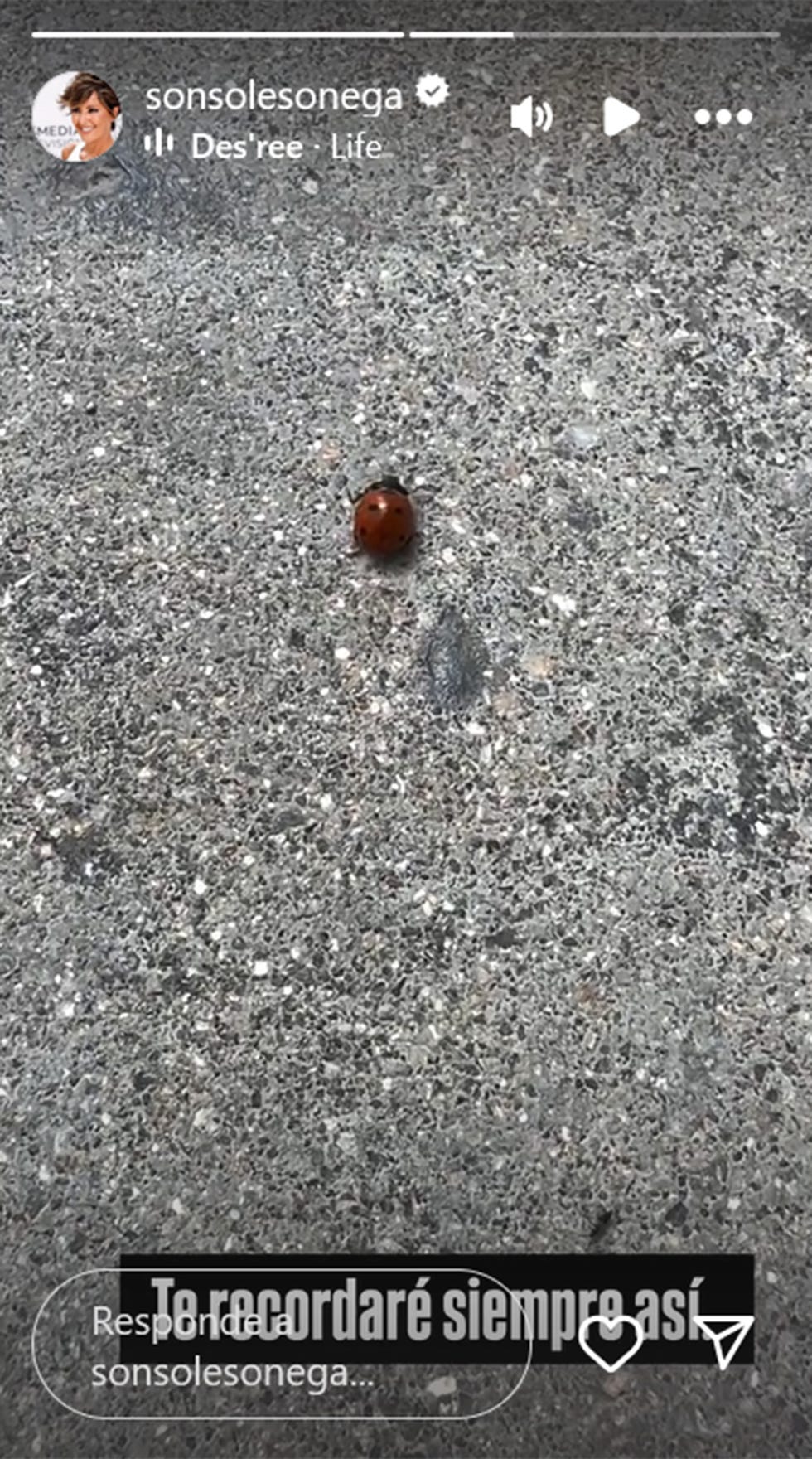 el insecto muerto sobre el asfalto con el cartel te recordaré siempre asi