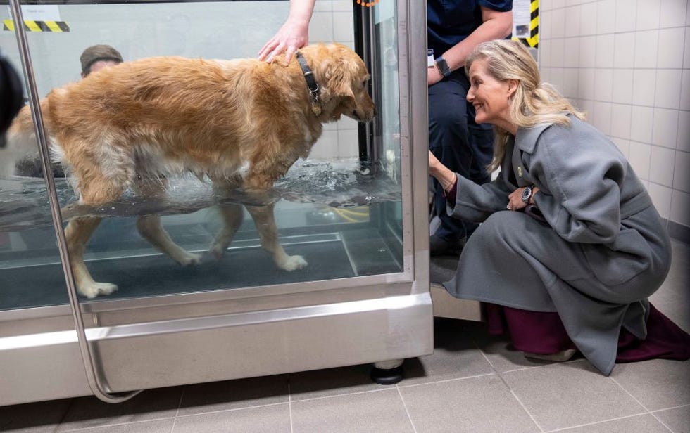 sophie wessex guide dogs national centre