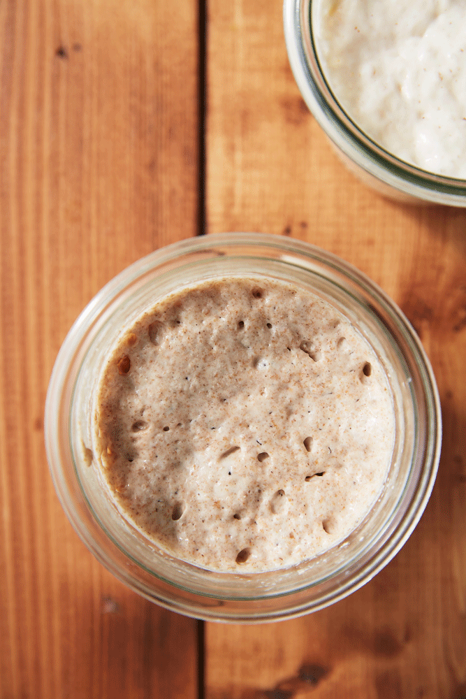 sourdough starter