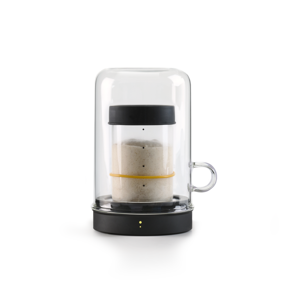 goldie with starter jar