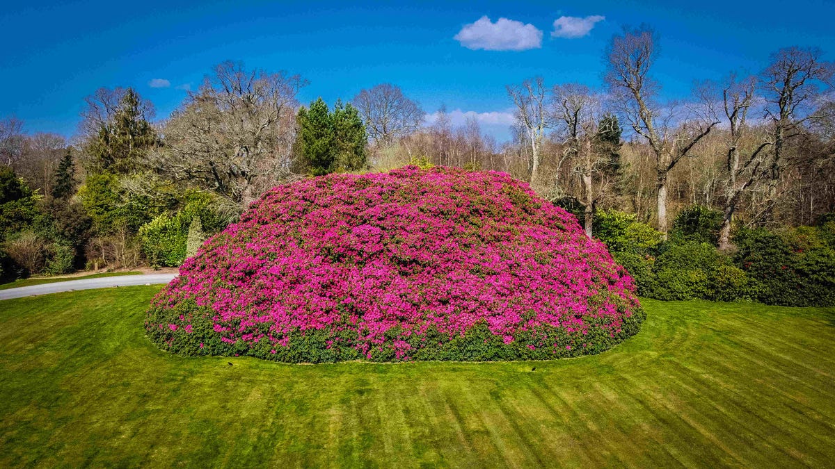 England's Largest Rhododendron Has Bloomed Early