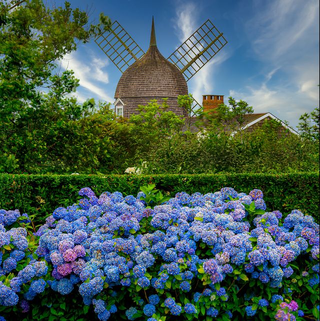 southampton summer scenes with windmill and hydrangea in bloom