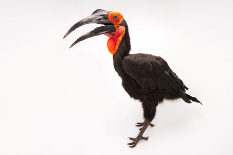 Zuidelijke hoornraaf De zuidelijke hoornraaf komt in heel zuidelijk Afrika voor en wordt in zijn voortbestaan bedreigd door vervuiling de houtkap en het verlies aan habitat door de oprukkende landbouw