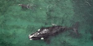 southern right whale at patagonic coast