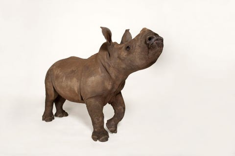 Zuidelijke witte neushoorn Eind negentiende eeuw werd gevreesd dat de zuidelijke witte neushoorn in het wild was uitgestorven maar in 1895 werd er toch nog een kleine populatie in ZuidAfrika ontdekt Nog altijd wordt de soort ernstig bedreigd door stropers die uit zijn op de hoorns van het dier