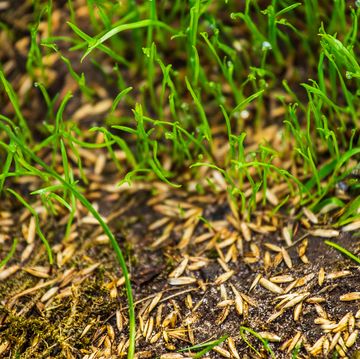 sowing seeds for new lawn