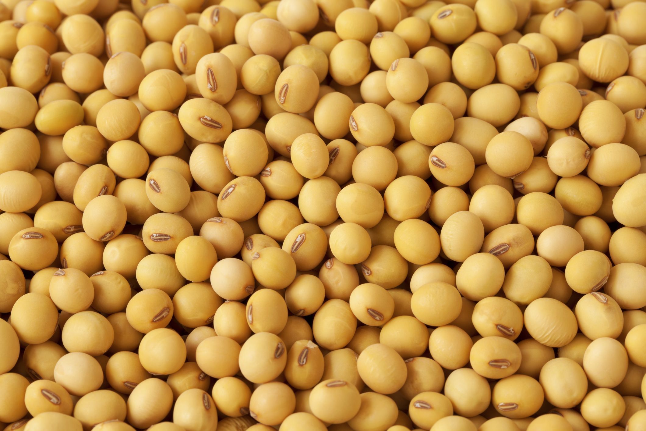 Is Soy Bad For You?  Is Soy Good For You?