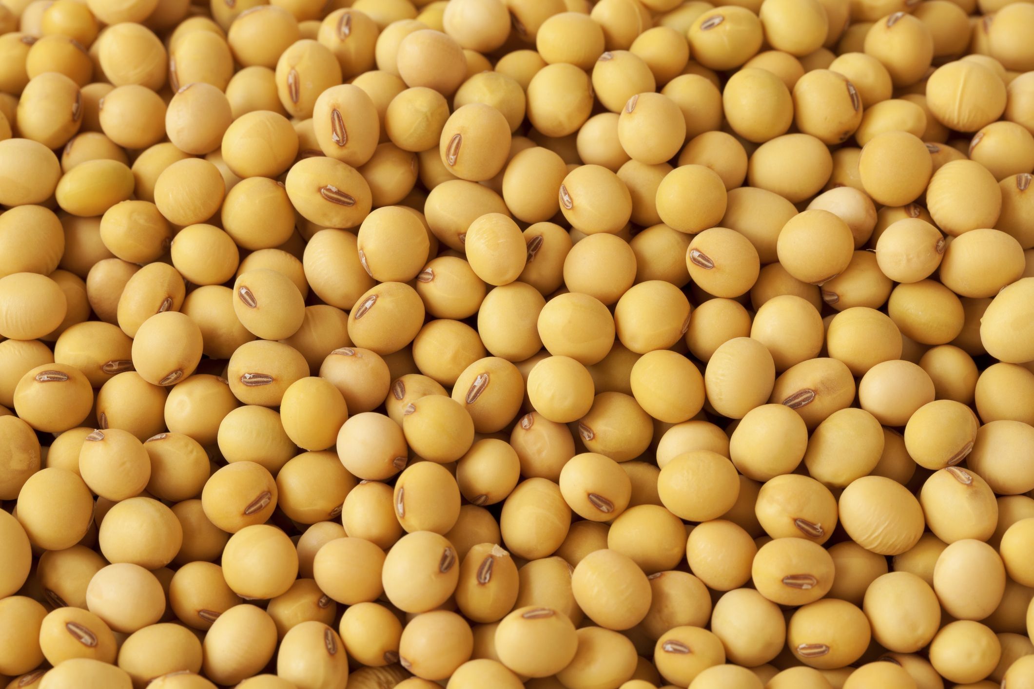 Is soybean bad for dogs sale